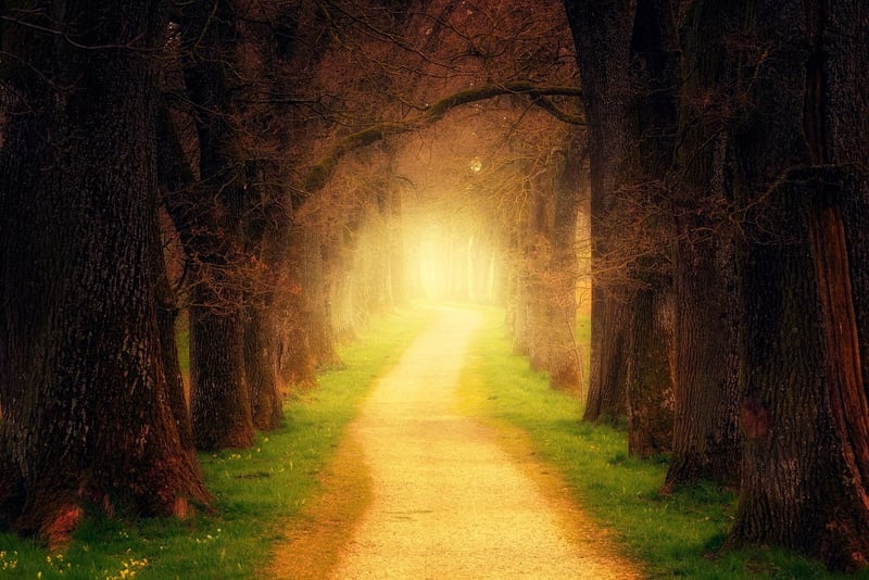 Mystical Trails
