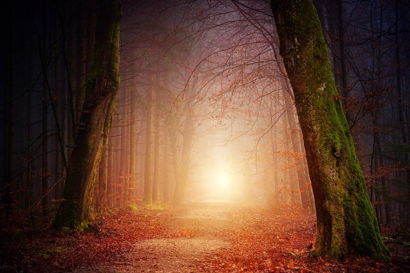 Tranquil Forest Haven